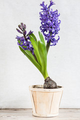 Purple hyacinths blooming