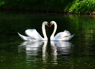 Swans in Love