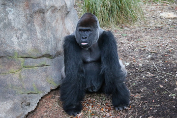 gorilla sitting next to large rock