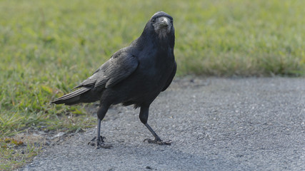 A raven is one of several larger-bodied species of the genus Corvus.