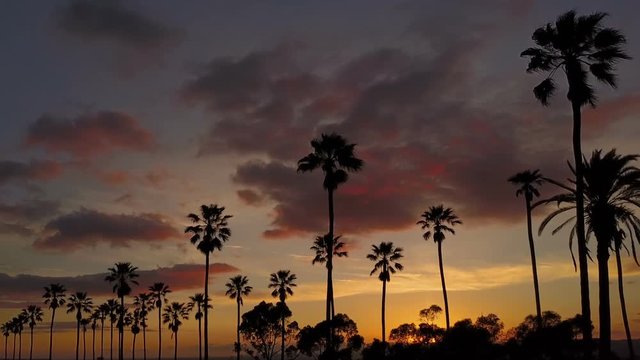 Silhouette of palm trees and a beautiful sunset.