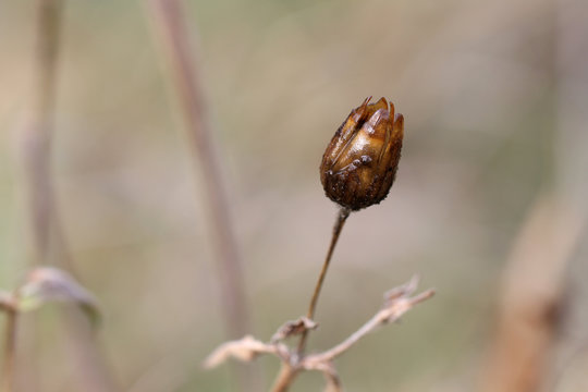 Winter flower with blurred background
