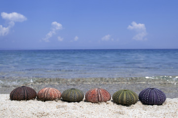 Fototapeta na wymiar Variety of colorful sea urchins on sandy beach