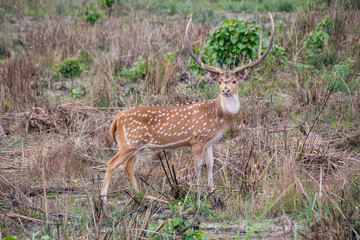 Deer spotting its surroundings
