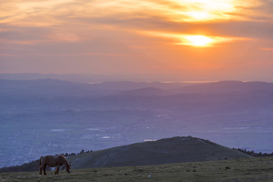 Horse in the fields, Mount Subasio, Umbria