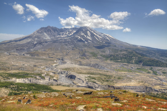 Mount St. Helens with wild flowers, Mount St. Helens National Volcanic Monument, Washington State