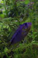 fish aquarium animal