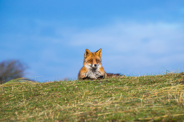 lazy fox too