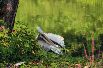 animal wildlife bird