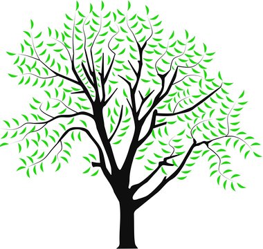vector image of a tree in spring