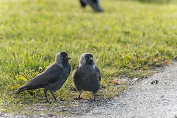 Jackdaw.Diminutive members of the crow family