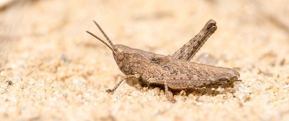 Heuschrecke im Larvenstadium, Larve, sitzt auf Sandboden, Niedersachsen, Deutschland, Europa 