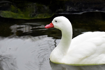 Coscoroba swan (Coscoroba coscoroba) swimming.