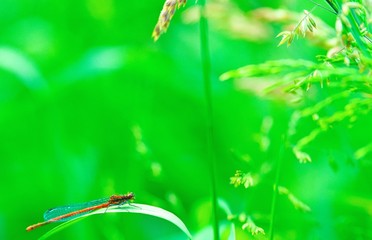Fototapeta premium Frühe Adonislibelle oder Frühe Adonisjungfer (Pyrrhosoma nymphula) sitzt auf einem Blatt in einer Wiese, Böhmetal, Allertal, Niedersachsen, Deutschland, Europa