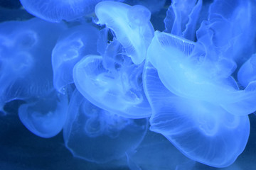 Moon jellyfish (aurelia labiata) as beautiful blue abstract background