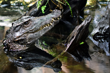 Head of caiman with reflection