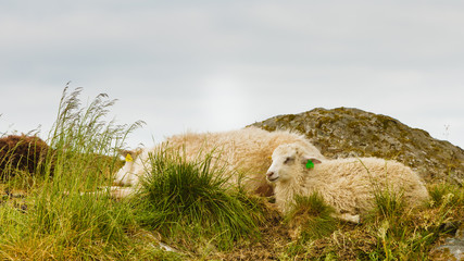 Fototapeta premium Sheeps on rock hill