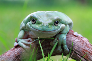 Dumpy frog on branch