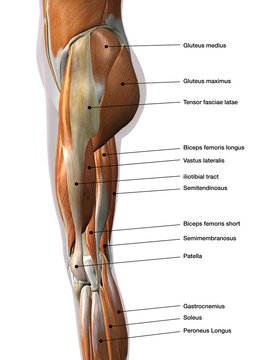 Gluteus Anatomy Images – Browse 2,274 Stock Photos, Vectors, and