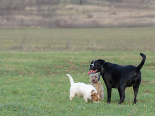 A young, playful dog Jack Russell terrier runs meadow in autumn with another big black dog.