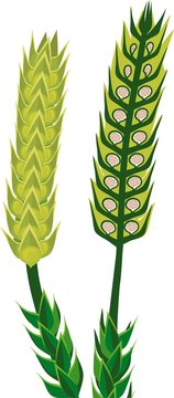 Strobilus of Lycopodium (Running clubmoss or Lycopodium clavatum) with sporangium on white background