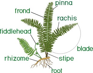 Parts of fern sporophyte with titles
