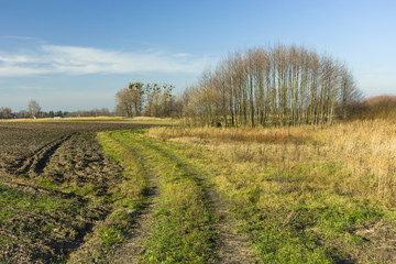 Road through fields and meadows, copse and blue sky