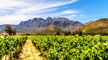 Fototapeta premium Vineyards and surrounding Mountains in spring in the Boland Wine Region of the Western Cape in South Africa