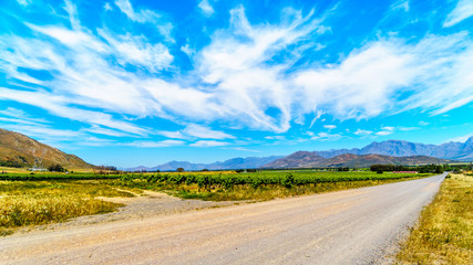 Vineyards and surrounding Mountains in spring in the Boland Wine Region of the Western Cape in South Africa