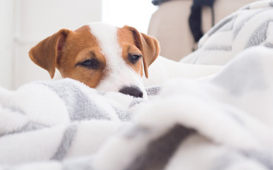 Jack Russell Terrier