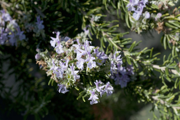 ローズマリーの花