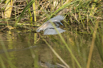 Tricolored heron flying in the weeds of a Florida swamp.