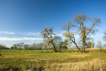 Obraz premium Large leafless trees on the meadow and blue sky