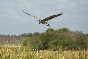 Great blue heron flying over cattails in a Florida swamp.