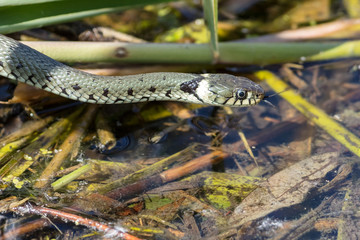 Ringelnatter am Ufer
