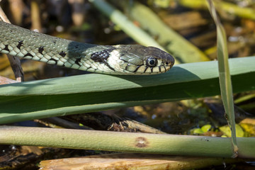 Ringelnatter im Dickicht