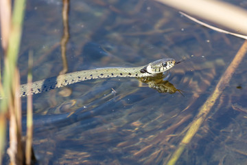 Ringelnatter im Flachwasser