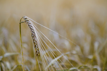 Ears of ripe barley before harvesting. Closeup of barleys ear in a field.