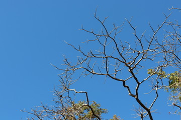 Dry branches and blue sky background