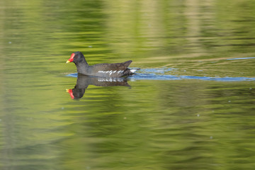 Teichralle mit Spiegelung auf grünem Wasser