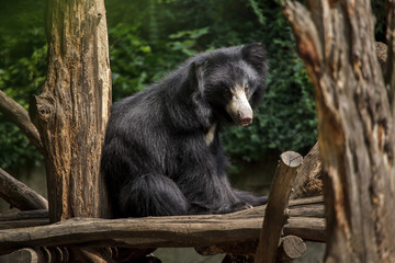 Indian sloth bear (Melursus ursinus)