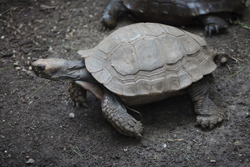 Asian giant tortoise (Manouria emys)
