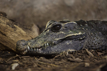 Obraz premium Dwarf crocodile (Osteolaemus tetraspis)