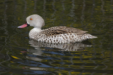 Cape teal (Anas capensis)