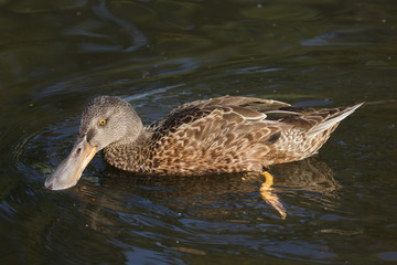 Northern shoveler (Anas clypeata)