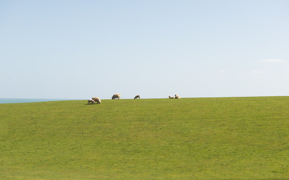 sheep in new zealand