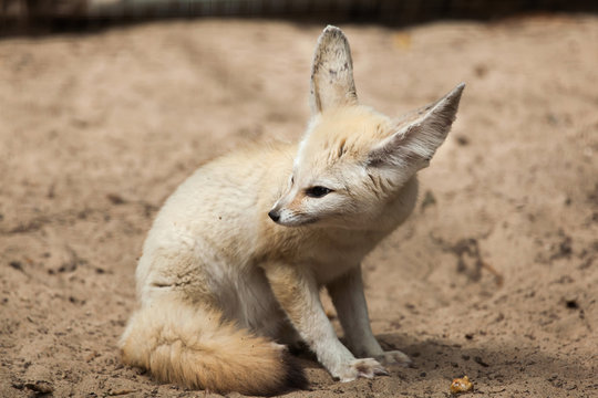 Fennec fox (Vulpes zerda).