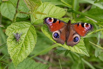 Tagpfauenauge und graue Fleischfliege