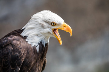 Seeadler Portrait
