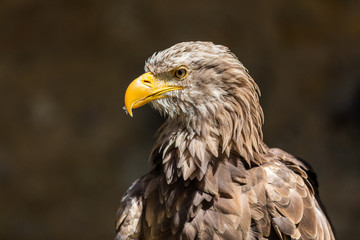 Seeadler Portrait